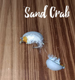 Floating Beetles (1 per pack)