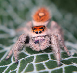 🕷 Regal Jumping Spiders🕷         (Phidippus Regius)