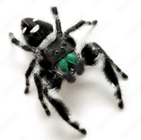 🕷 Regal Jumping Spiders🕷         (Phidippus Regius)