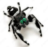 🕷 Regal Jumping Spiders🕷         (Phidippus Regius)
