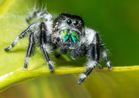 🕷 Regal Jumping Spiders🕷         (Phidippus Regius)