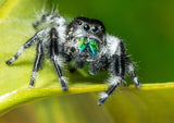 🕷 Regal Jumping Spiders🕷         (Phidippus Regius)